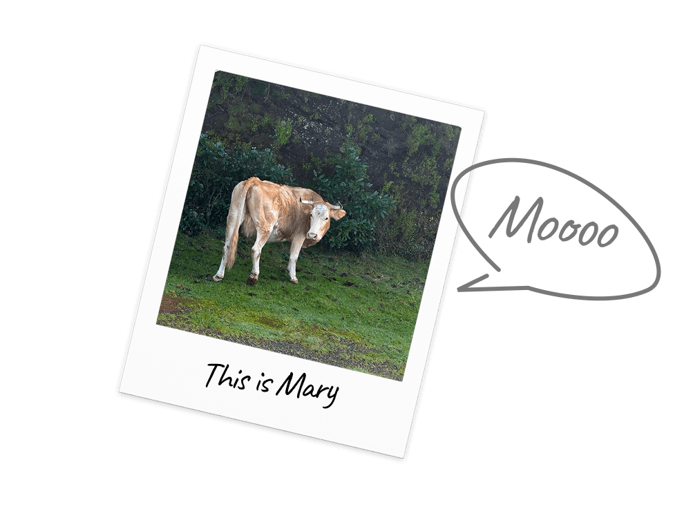 Cow Postcard